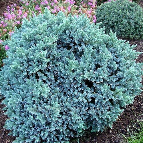 Borievka šupinatá Meyeri 20/30 cm, v črepníku Juniperus squamata ‘Meyeri‘