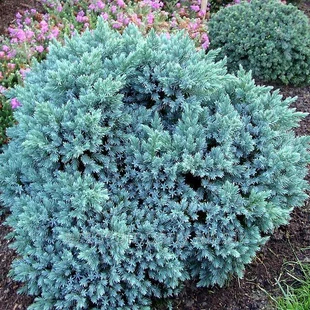 Borievka šupinatá Meyeri 20/30 cm, v črepníku Juniperus squamata ‘Meyeri‘