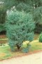 Borievka šupinatá ´MEYERI´, výška 70/80 cm, v črepníku 10l Juniperus squamata ‘Meyeri‘