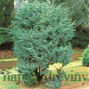 Borievka šupinatá ´MEYERI´, výška 70/80 cm, v črepníku 10l Juniperus squamata ‘Meyeri‘