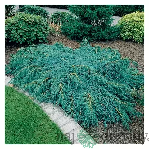 Borievka šupinatá plazivá Blue Carpet, v črepníku 20/30 cm Juniperus squamata Blue Carpet