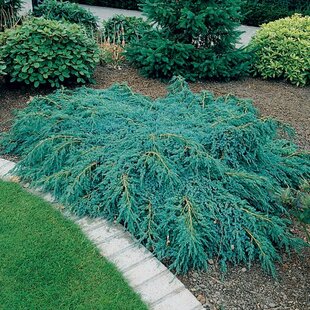 Borievka šupinatá plazivá Blue Carpet, v črepníku 20/30 cm Juniperus squamata Blue Carpet