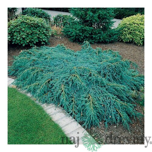 Borievka šupinatá plazivá Blue Carpet, v črepníku 20/40 cm Juniperus squamata Blue Carpet