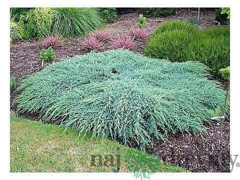 Borievka šupinatá plazivá Blue Carpet, v črepníku 30/50 cm Juniperus squamata Blue Carpet