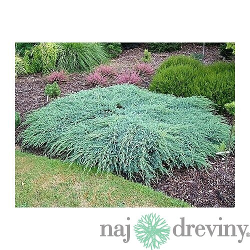 Borievka šupinatá plazivá Blue Carpet, v črepníku 30/50 cm Juniperus squamata Blue Carpet