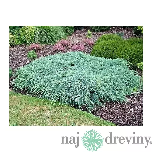 Borievka šupinatá plazivá Blue Carpet, v črepníku 30/50 cm Juniperus squamata Blue Carpet