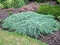 Borievka šupinatá plazivá Blue Carpet, v črepníku 30/50 cm Juniperus squamata Blue Carpet