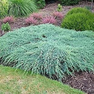 Borievka šupinatá plazivá Blue Carpet, v črepníku 30/50 cm Juniperus squamata Blue Carpet