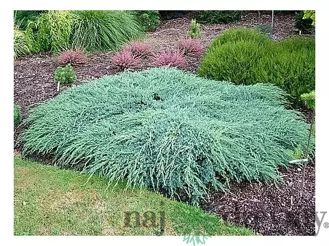 Borievka šupinatá plazivá Blue Carpet, v črepníku 30/50 cm Juniperus squamata Blue Carpet