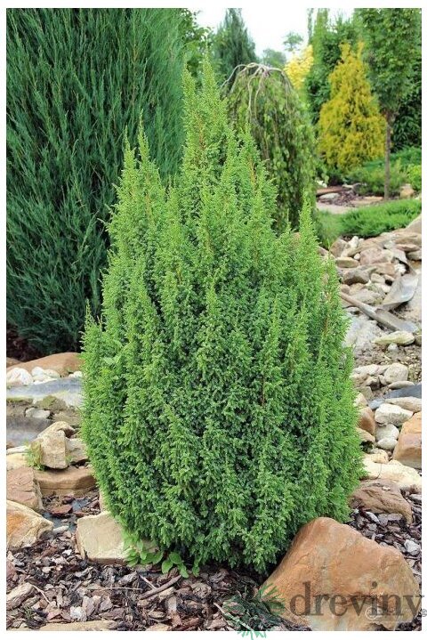 Borievka šupinatá Suecica, v črepníku 20/30 cm Juniperus squamata Suecica