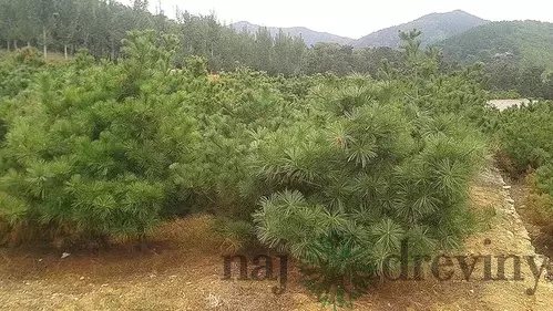 Borovica Armandova, výška 20/50 cm, v črepníku 2,5l Pinus armandii