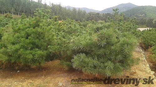 Borovica Armandova, výška 20/50 cm, v črepníku 2,5l Pinus armandii