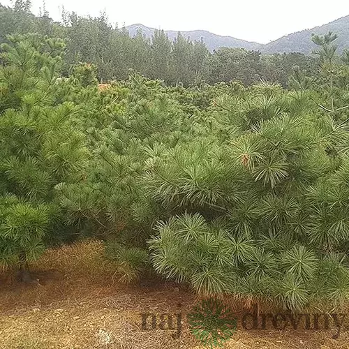 Borovica Armandova, výška 20/50 cm, v črepníku 2,5l Pinus armandii