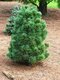 Borovica balkánska, výška 20/50 cm, v črepníku 2,5l Pinus peuce