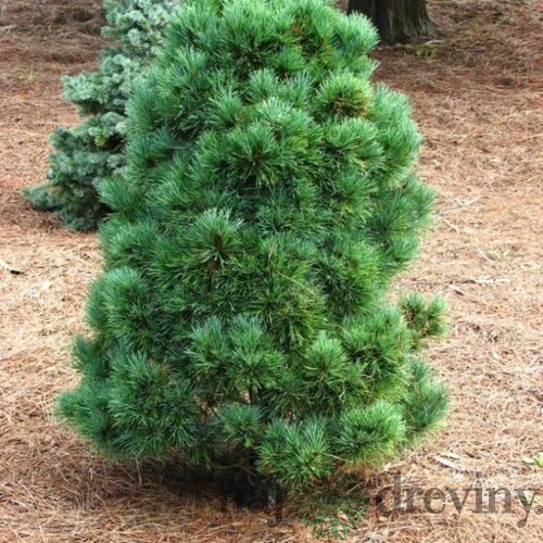 Borovica balkánska, výška 20/50 cm, v črepníku 2,5l Pinus peuce