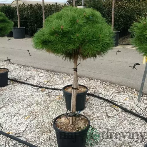 Borovica Brepo na kmienku 100/120cm, celková výška 130/160cm, v črepníku Pinus Brepo
