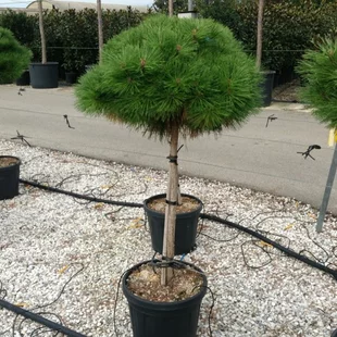 Borovica Brepo na kmienku 100/120cm, celková výška 130/160cm, v črepníku Pinus Brepo
