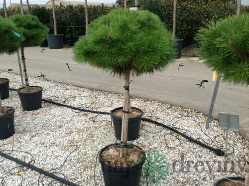 Borovica Brepo na kmienku 170/200 cm, v črepníku Pinus Brepo