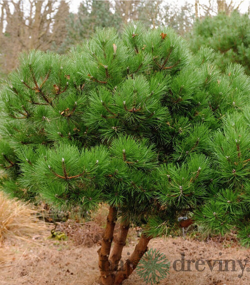 Borovica čierna 40/60 cm, v črepníku 3l Pinus nigra