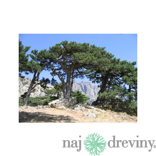 Borovica čierna 60/80 cm, v črepníku 5l Pinus Nigra