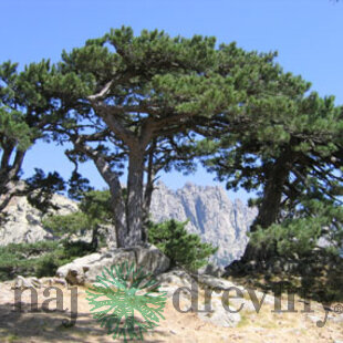 Borovica čierna 60/80 cm, v črepníku 5l Pinus Nigra