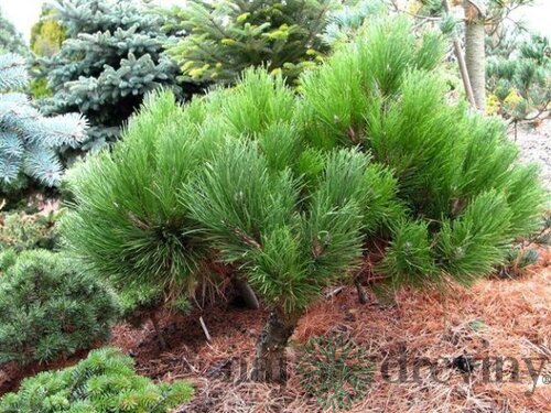 Borovica čierna Black Prince (Čierny Princ) na kmienku 120 cm, v črepníku Pinus nigra Black Prince