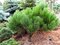 Borovica čierna Black Prince (Čierny Princ) na kmienku 120 cm, v črepníku Pinus nigra Black Prince