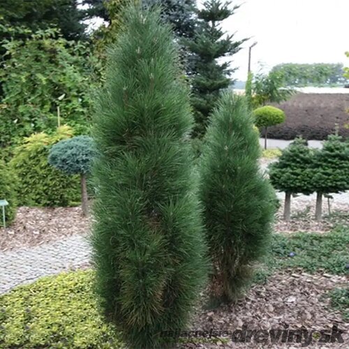 Borovica čierna Green Tower 50/70 cm, v črepníku Pinus nigra Green Tower