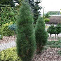 Borovica čierna Green Tower 50/70 cm, v črepníku Pinus nigra Green Tower