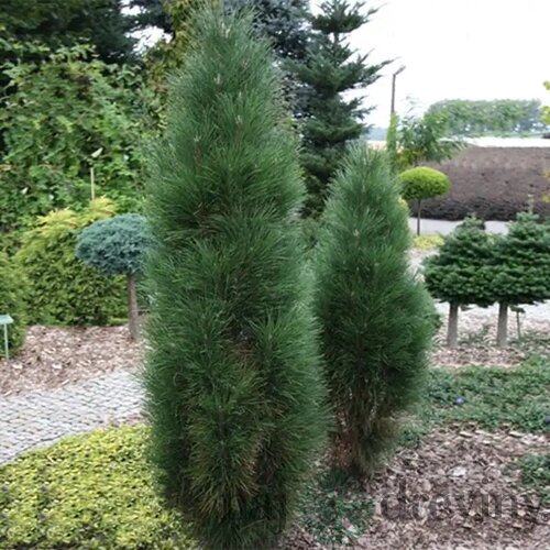 Borovica čierna Green Tower 50/70 cm, v črepníku Pinus nigra Green Tower