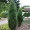 Borovica čierna Green Tower 50/70 cm, v črepníku Pinus nigra Green Tower