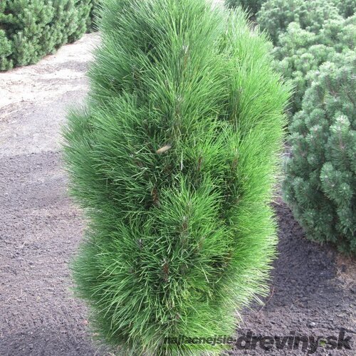 Borovica čierna Green Tower, výška 70/80 cm, v črepníku 10l Pinus nigra Green Tower