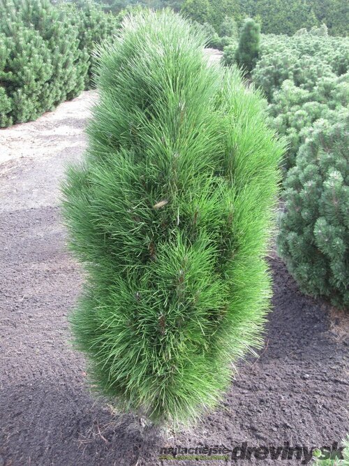 Borovica čierna Green Tower, výška 70/80 cm, v črepníku 10l Pinus nigra Green Tower