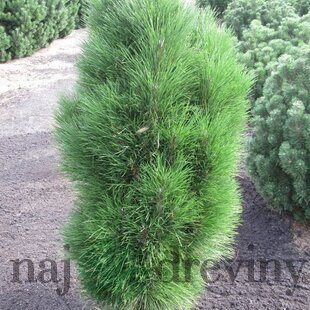 Borovica čierna Green Tower, výška 70/80 cm, v črepníku 10l Pinus nigra Green Tower