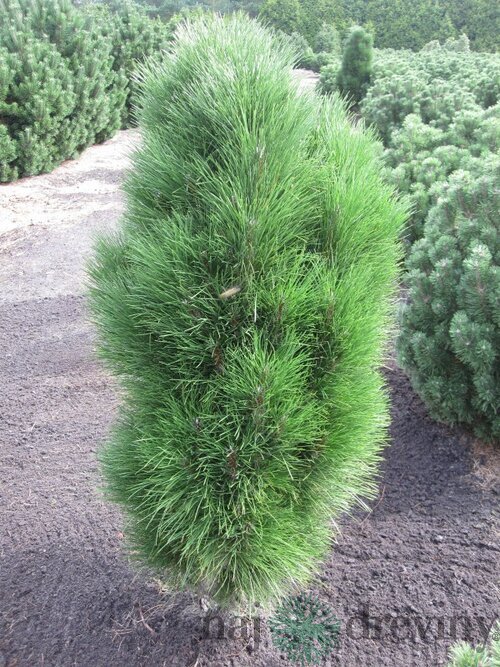Borovica čierna Green Tower, výška 70/80 cm, v črepníku 10l Pinus nigra Green Tower