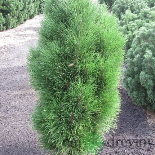 Borovica čierna Green Tower, výška 70/80 cm, v črepníku 10l Pinus nigra Green Tower