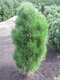 Borovica čierna Green Tower, výška 70/80 cm, v črepníku 10l Pinus nigra Green Tower