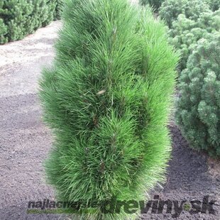 Borovica čierna Green Tower, výška 70/80 cm, v črepníku 10l Pinus nigra Green Tower