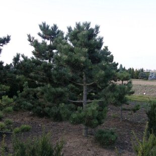 Borovica čierna Jeddeloh, 90/110 cm, v črepníku Pinus nigra Jeddeloh