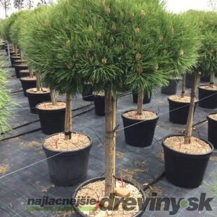 Borovica čierna Marie Bregeon na kmienku 40 cm, priemer korunky 40 cm, celková výška 80 cm v črepníku 13l Pinus nigra Marie Bregeon