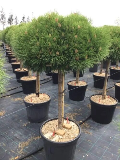 Borovica čierna Marie Bregeon na kmienku 40 cm, priemer korunky 40 cm, celková výška 80 cm v črepníku 13l Pinus nigra Marie Bregeon