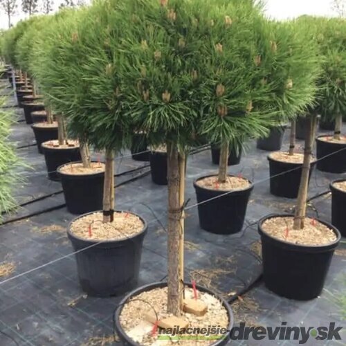 Borovica čierna Marie Bregeon na kmienku 40 cm, priemer korunky 40 cm, celková výška 80 cm v črepníku 13l Pinus nigra Marie Bregeon