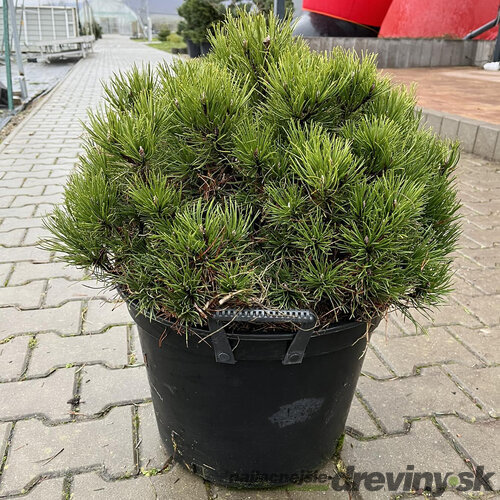 Borovica čierna Marie Bregeon, výška 40/50 cm, v črepníku 7.5l Pinus nigra Marie Bregeon