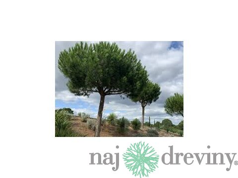 Borovica čierna na kmienku 250 cm, v črepníku Pinus nigra