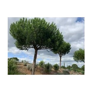 Borovica čierna na kmienku 250 cm, v črepníku Pinus nigra