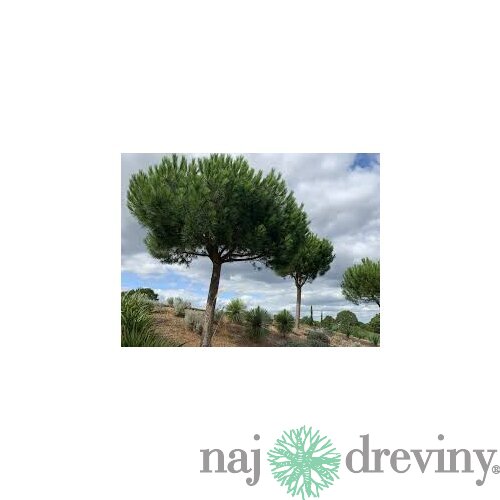 Borovica čierna na kmienku 250 cm, v črepníku Pinus nigra