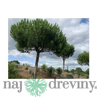 Borovica čierna na kmienku 250 cm, v črepníku Pinus nigra