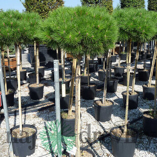 Borovica čierna na kmienku 250 cm, v črepníku Pinus nigra