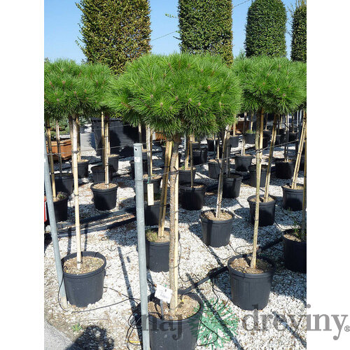 Borovica čierna na kmienku 250 cm, v črepníku Pinus nigra