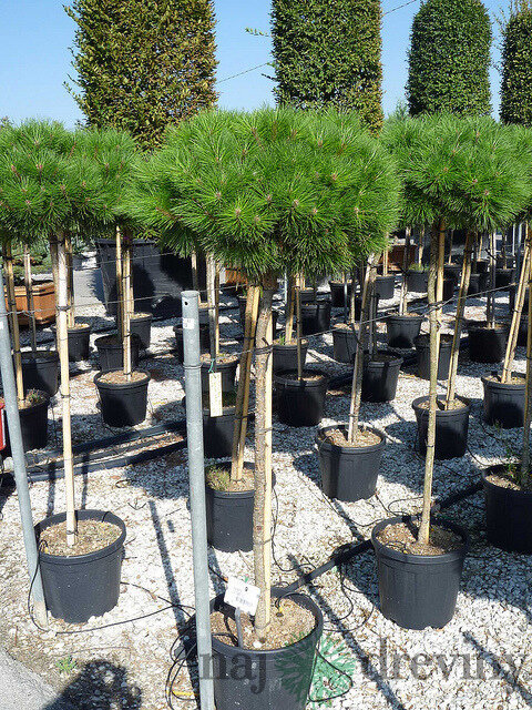 Borovica čierna na kmienku 250 cm, v črepníku Pinus nigra